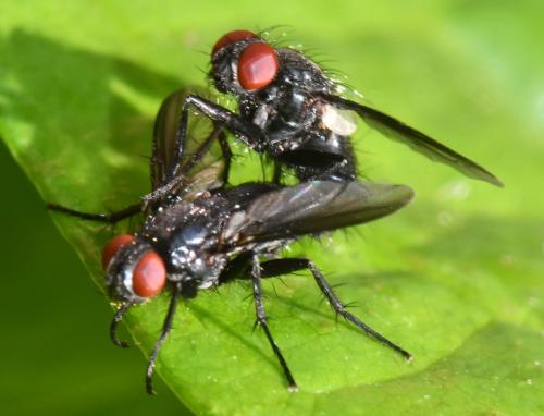 Nyctia halterata